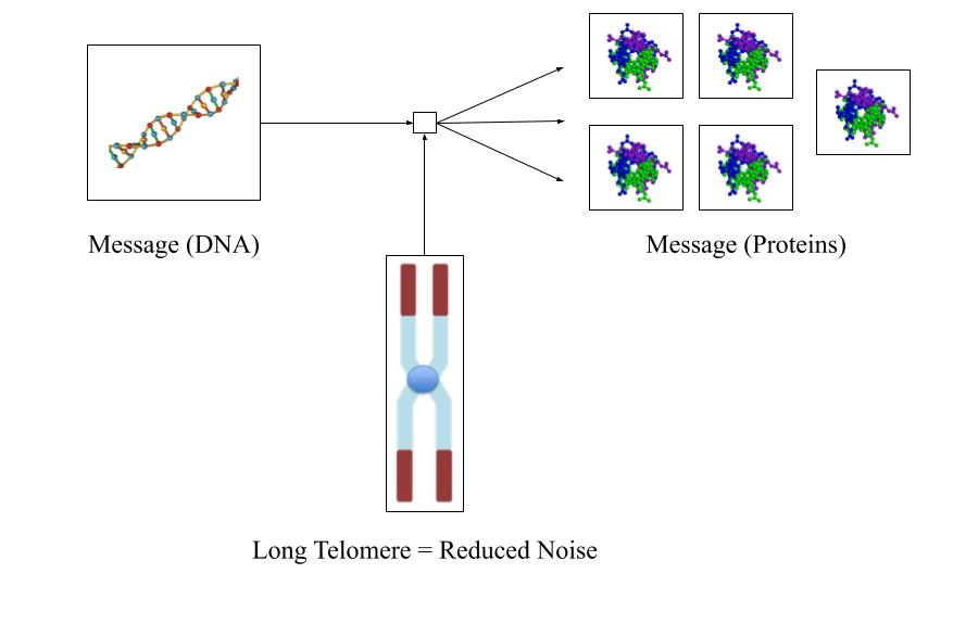 aging-noise/long-telomere.png