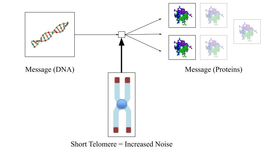 aging-noise/short-telomere.png