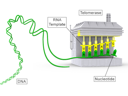 reversing-aging/telomerase.png