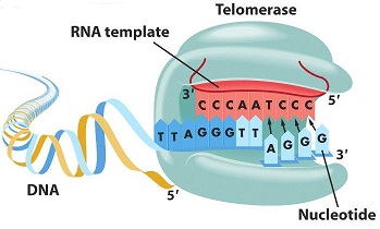 telomerase.jpg