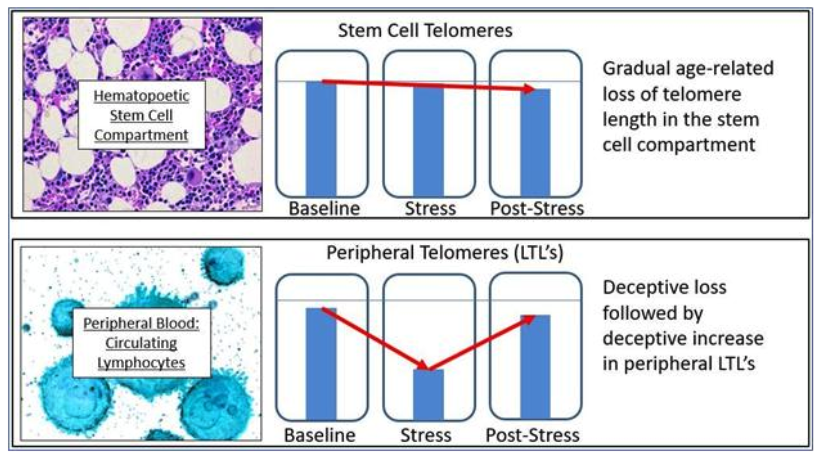 telomere/tl-comparison.png
